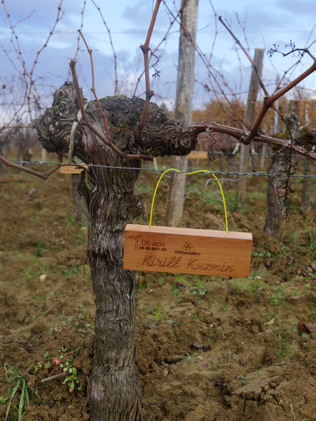 Виноградник на урожай
